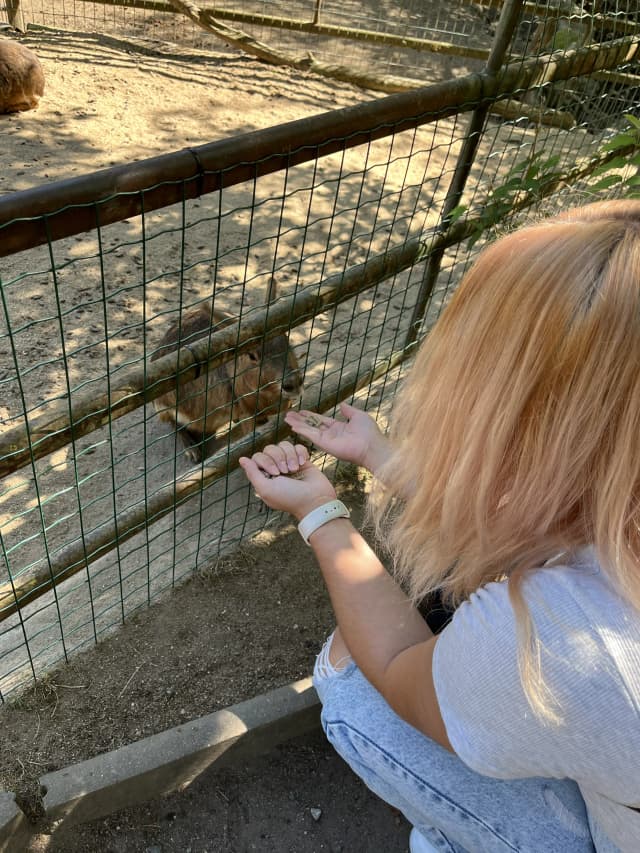 Kamí krmí zvířátka
